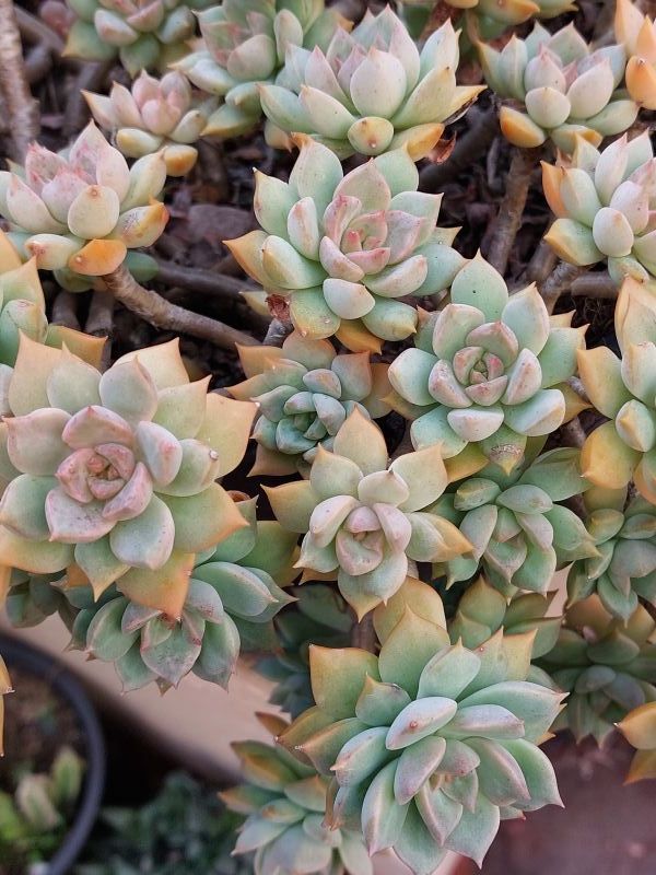Una foto de Graptoveria Inti Platense