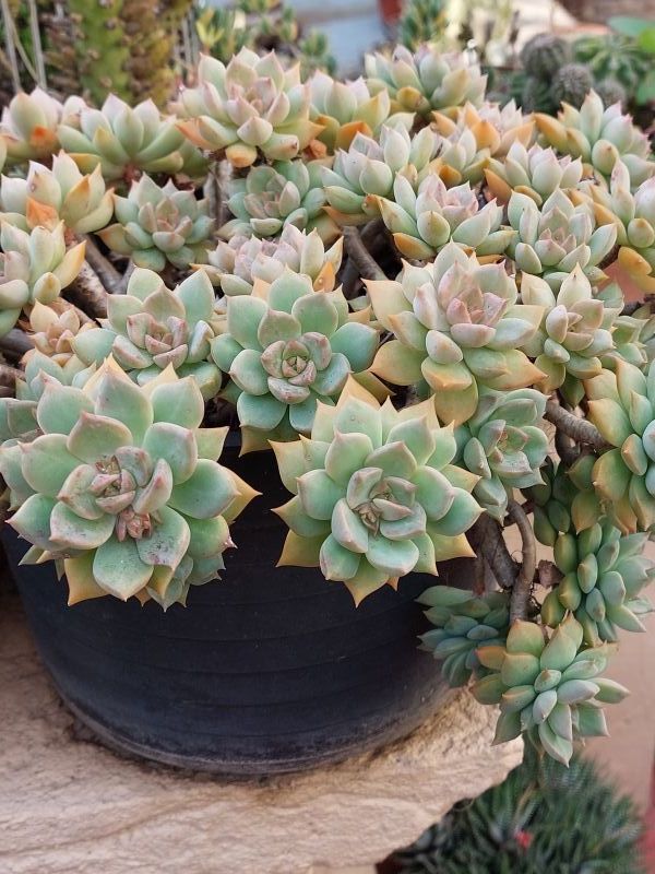 Una foto de Graptoveria Inti Platense