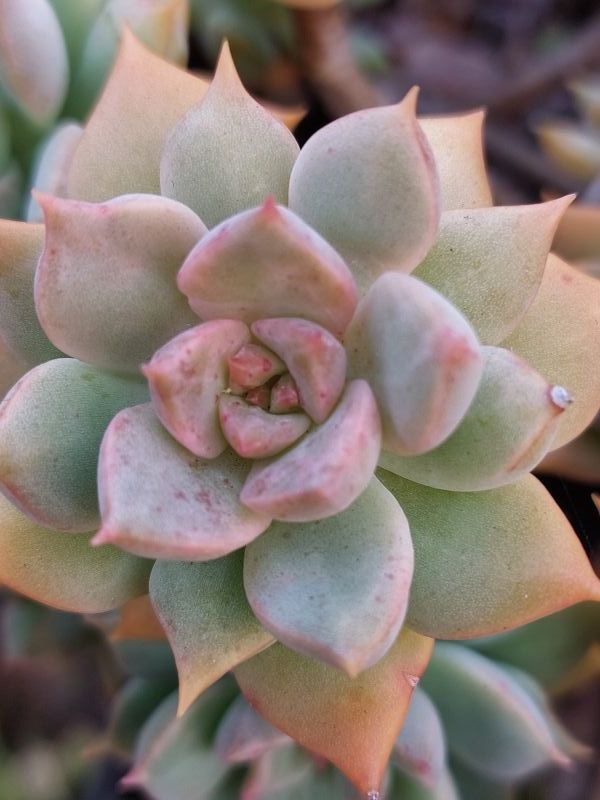 Una foto de Graptoveria Inti Platense