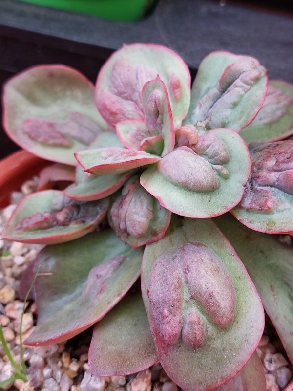 A photo of Echeveria Baron Bold (HIBRIDO)