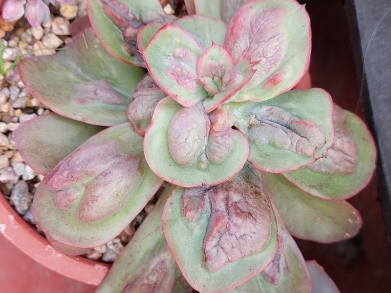 A photo of Echeveria Baron Bold (HIBRIDO)
