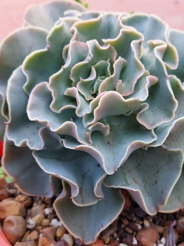 A photo of Echeveria Camisole (HIBRIDO)