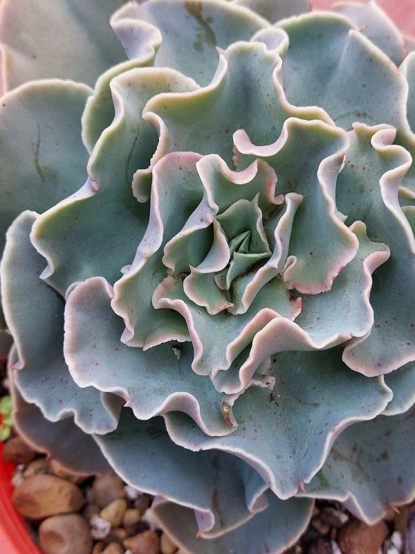 A photo of Echeveria Camisole (HIBRIDO)