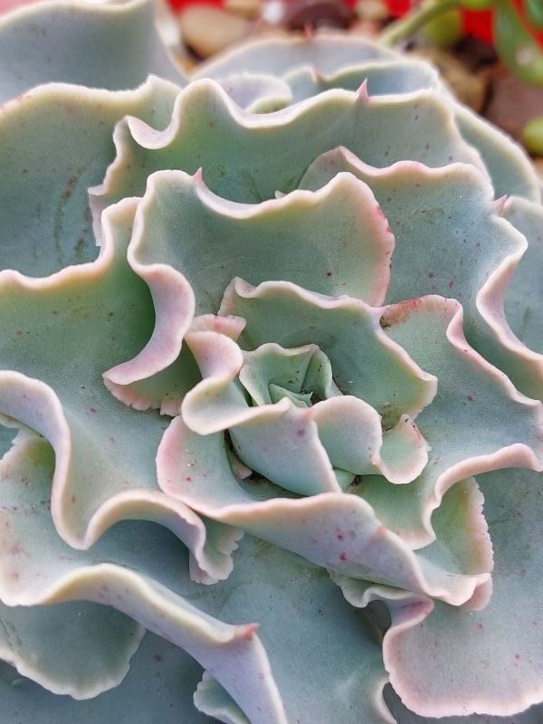 A photo of Echeveria Camisole (HIBRIDO)
