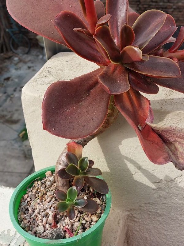 A photo of Echeveria fimbriata  