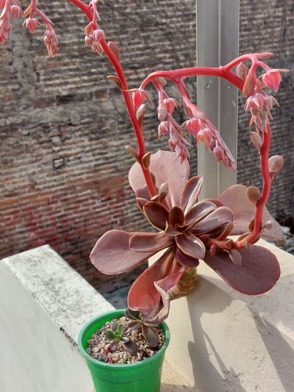 Una foto de Echeveria fimbriata  