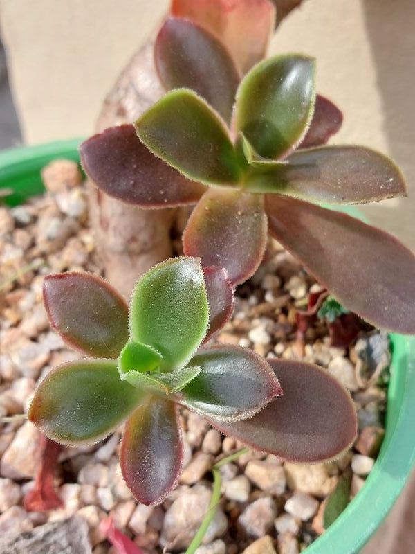 Una foto de Echeveria fimbriata  
