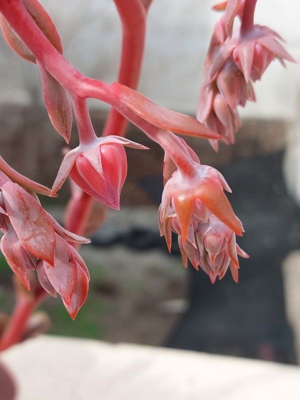 Una foto de Echeveria fimbriata  