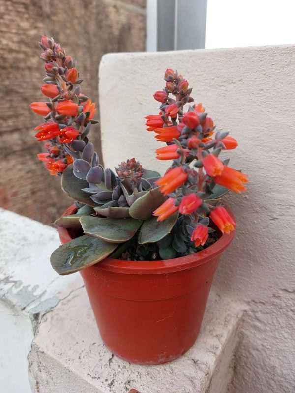 Una foto de Echeveria racemosa