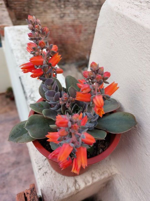 Una foto de Echeveria racemosa