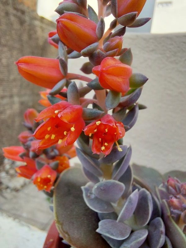 Una foto de Echeveria racemosa