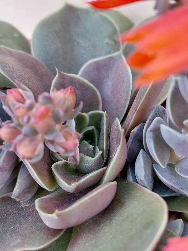 Una foto de Echeveria racemosa
