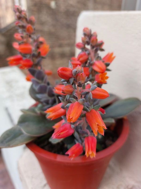 Una foto de Echeveria racemosa