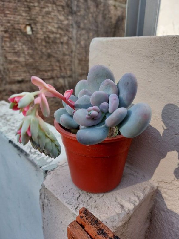 Photo of a cactus currently being identified