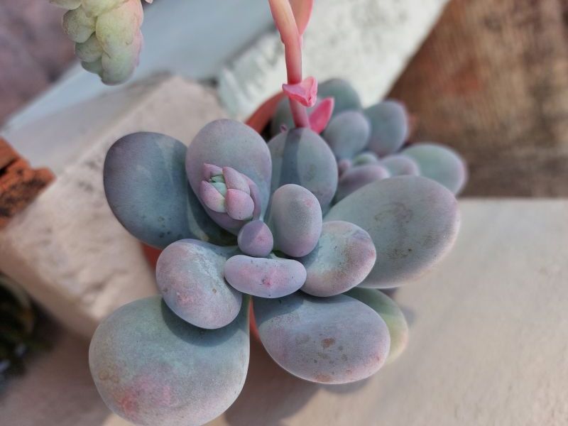 Photo of a cactus currently being identified