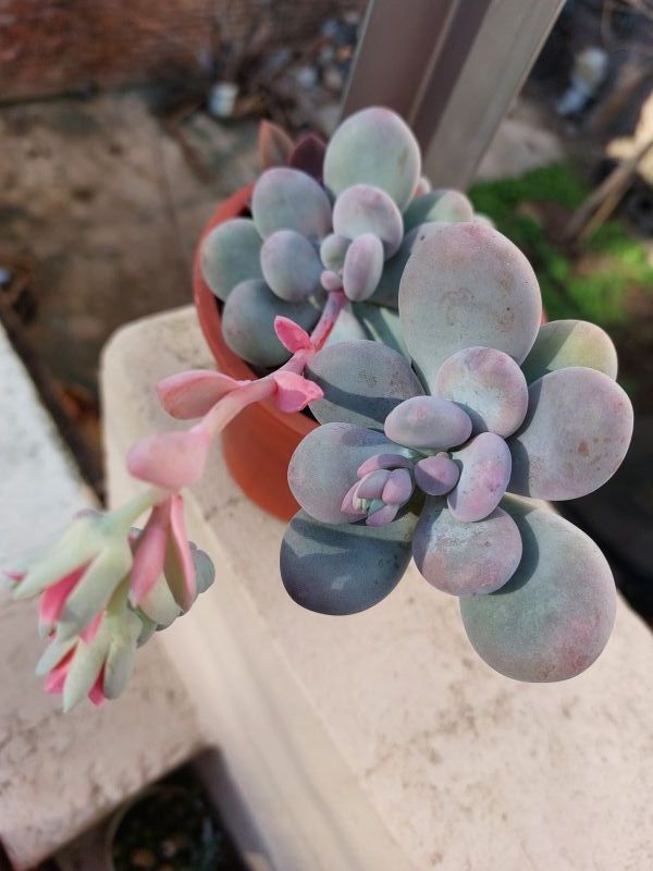 Photo of a cactus currently being identified