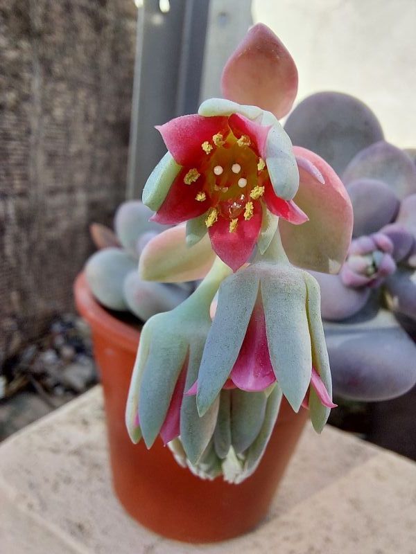 Photo of a cactus currently being identified