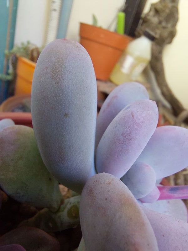 Photo of a cactus currently being identified