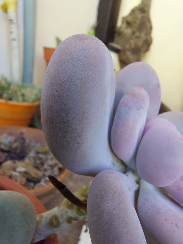 Photo of a cactus currently being identified