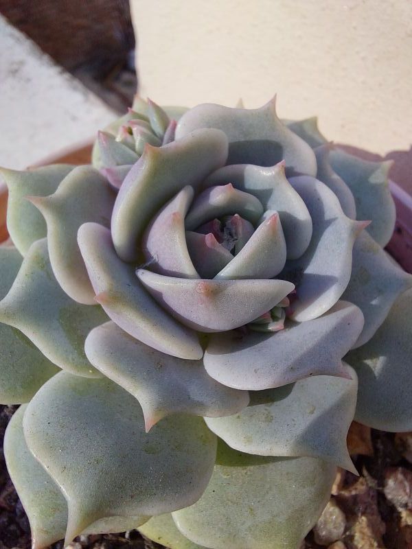A photo of Echeveria Lola (Echeveria lilacina x Echeveria Tippy) (HIBRIDO)