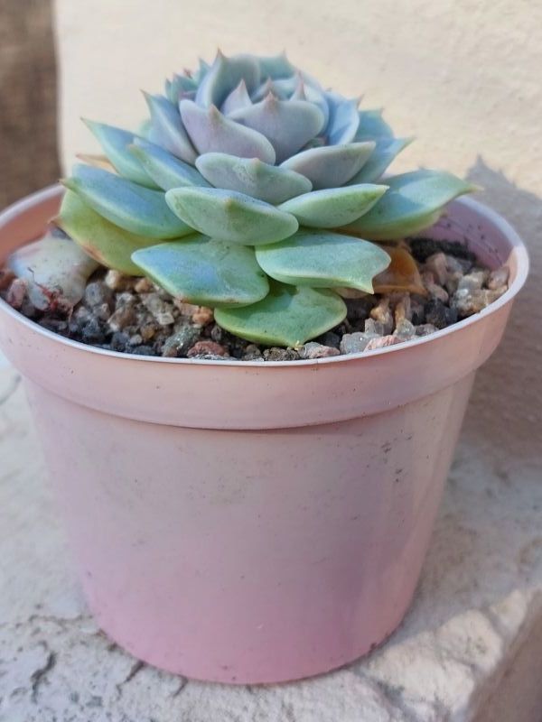 A photo of Echeveria Lola (Echeveria lilacina x Echeveria Tippy) (HIBRIDO)