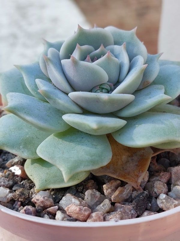 A photo of Echeveria Lola (Echeveria lilacina x Echeveria Tippy) (HIBRIDO)