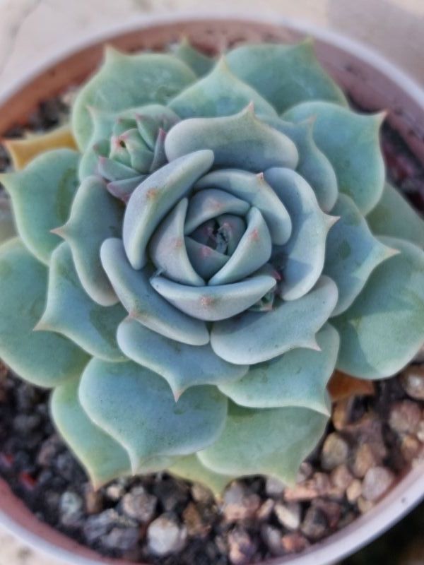 A photo of Echeveria Lola (Echeveria lilacina x Echeveria Tippy) (HIBRIDO)