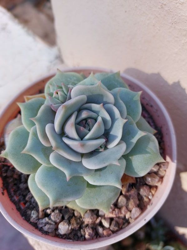 A photo of Echeveria Lola (Echeveria lilacina x Echeveria Tippy) (HIBRIDO)