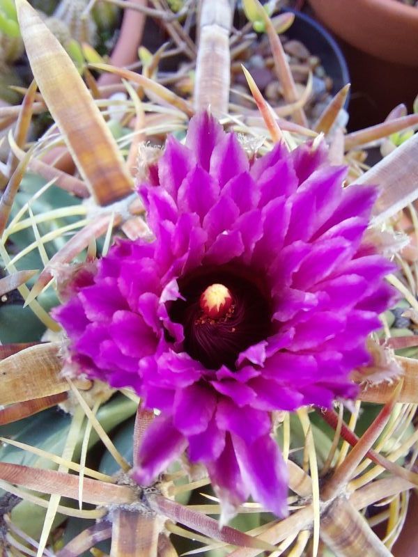 A photo of Ferocactus recurvus