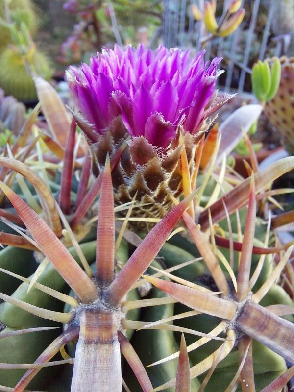A photo of Ferocactus recurvus