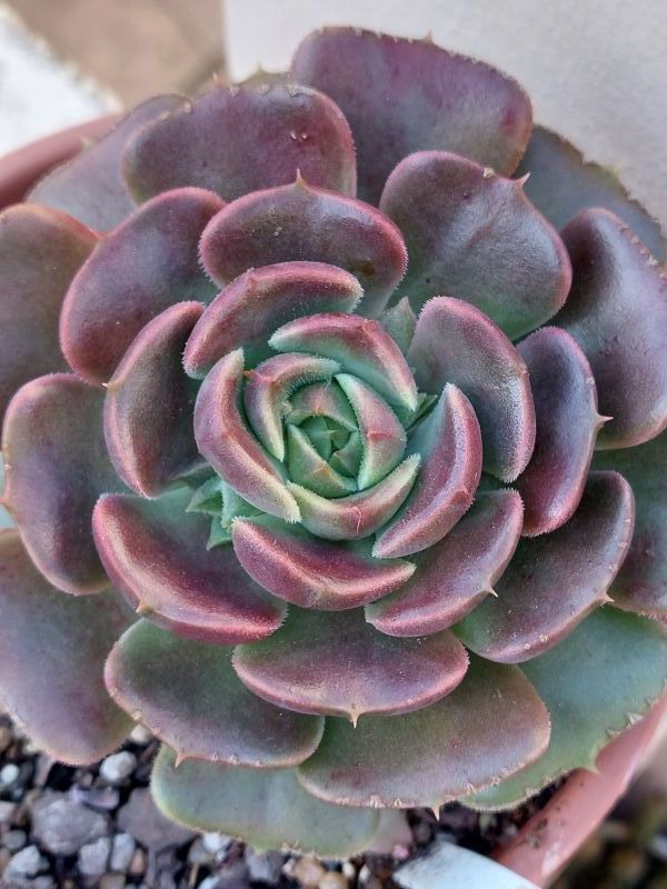Photo of a cactus currently being identified