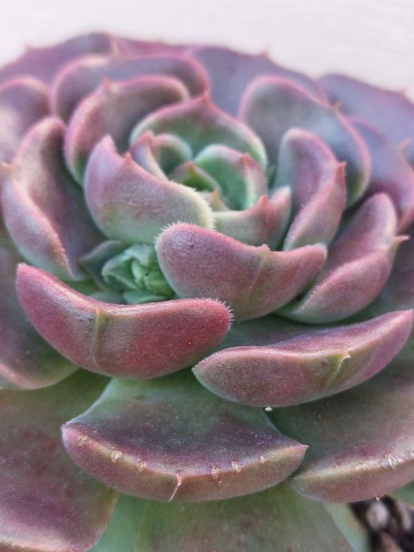 Photo of a cactus currently being identified