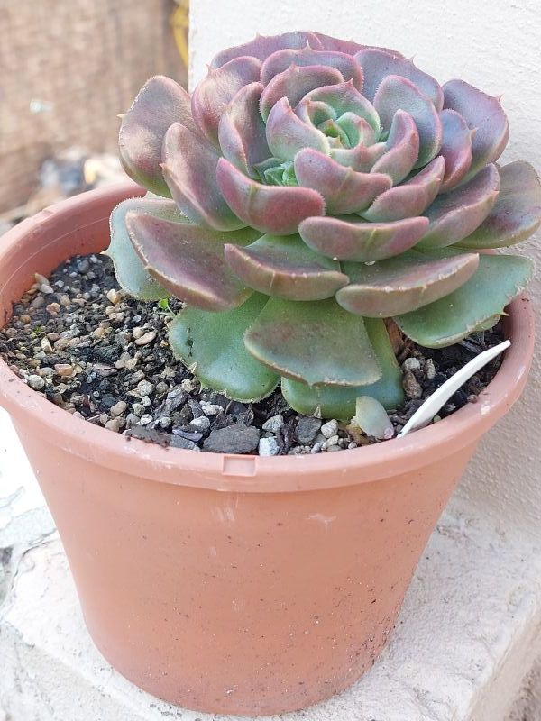 Photo of a cactus currently being identified