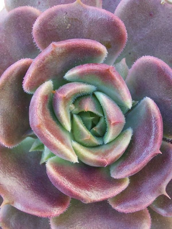 Photo of a cactus currently being identified