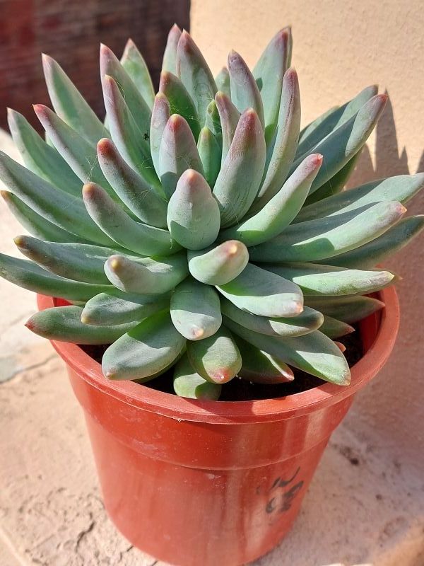 Una foto de Pachyphytum hookeri