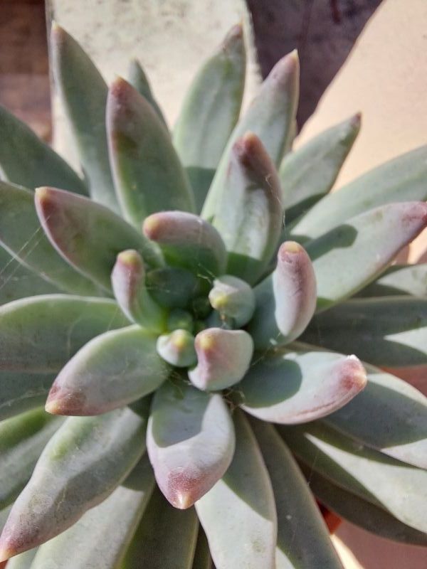 Una foto de Pachyphytum hookeri