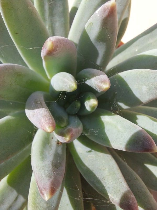 Una foto de Pachyphytum hookeri