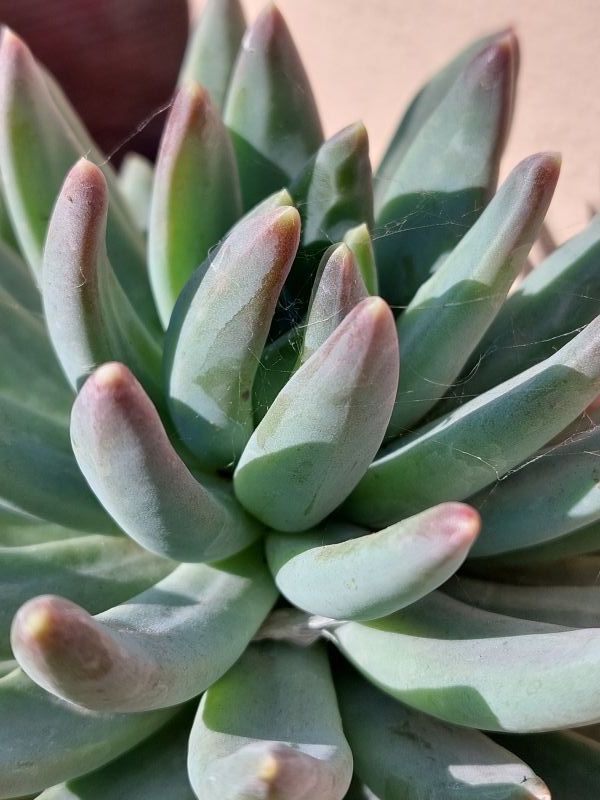 Una foto de Pachyphytum hookeri