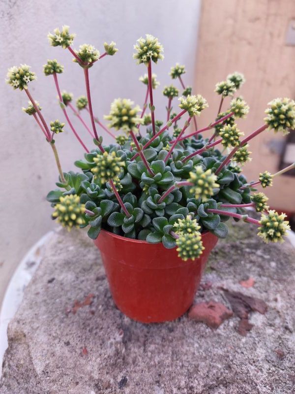 Una foto de Crassula cv. Fernwood