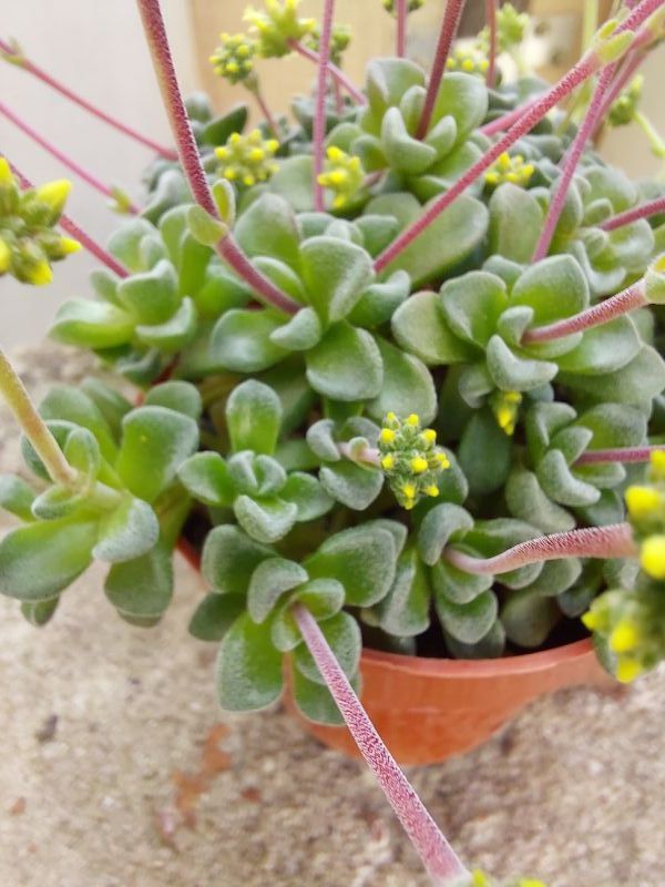 Una foto de Crassula cv. Fernwood