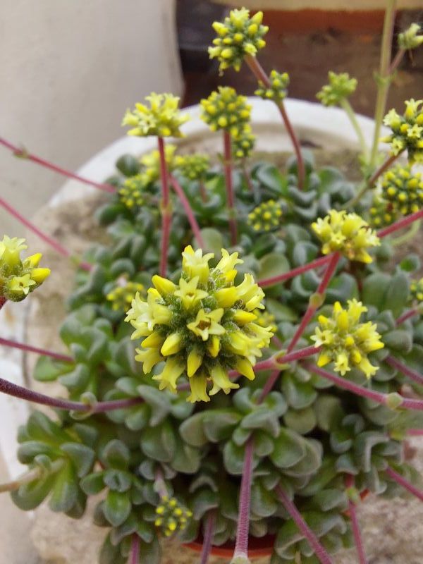 Una foto de Crassula cv. Fernwood