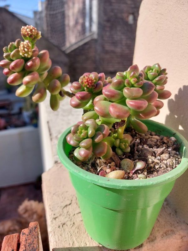 Una foto de Sedum lucidum Obesum