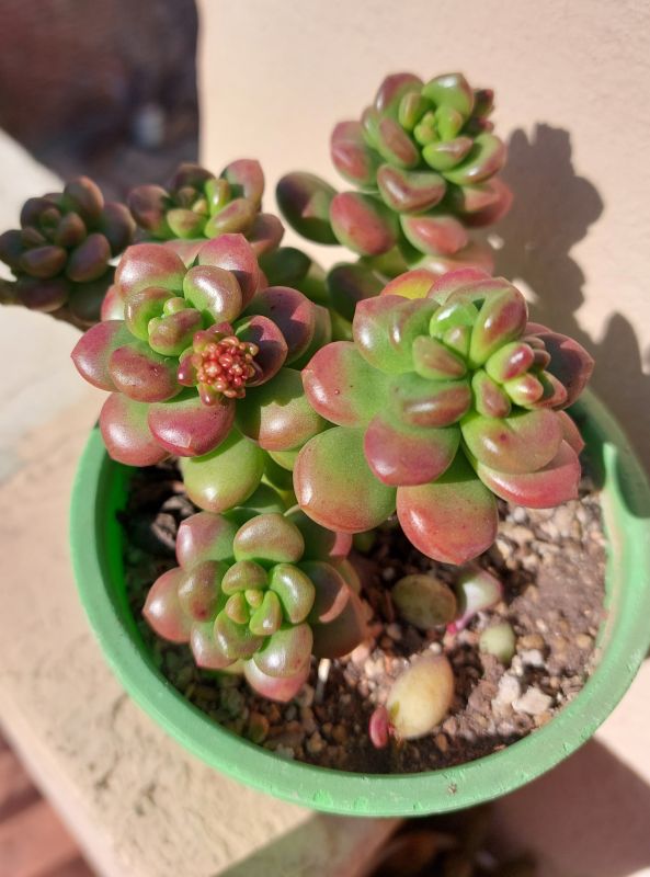 Una foto de Sedum lucidum Obesum