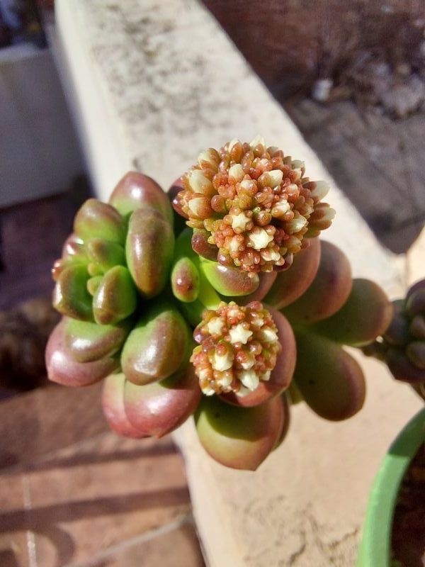 Una foto de Sedum lucidum Obesum