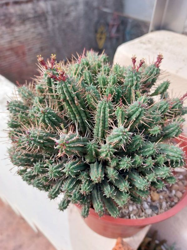 A photo of Euphorbia mammillaris