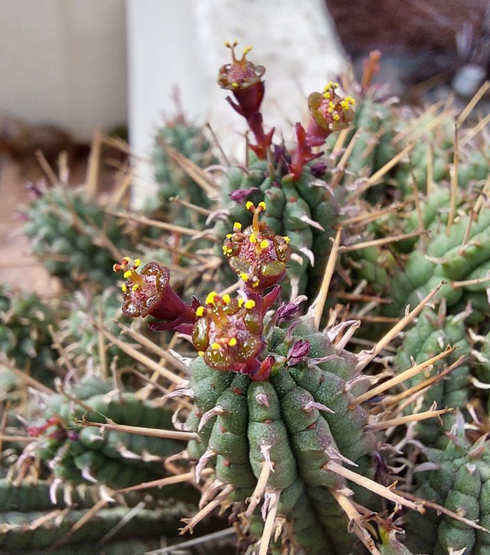 A photo of Euphorbia mammillaris