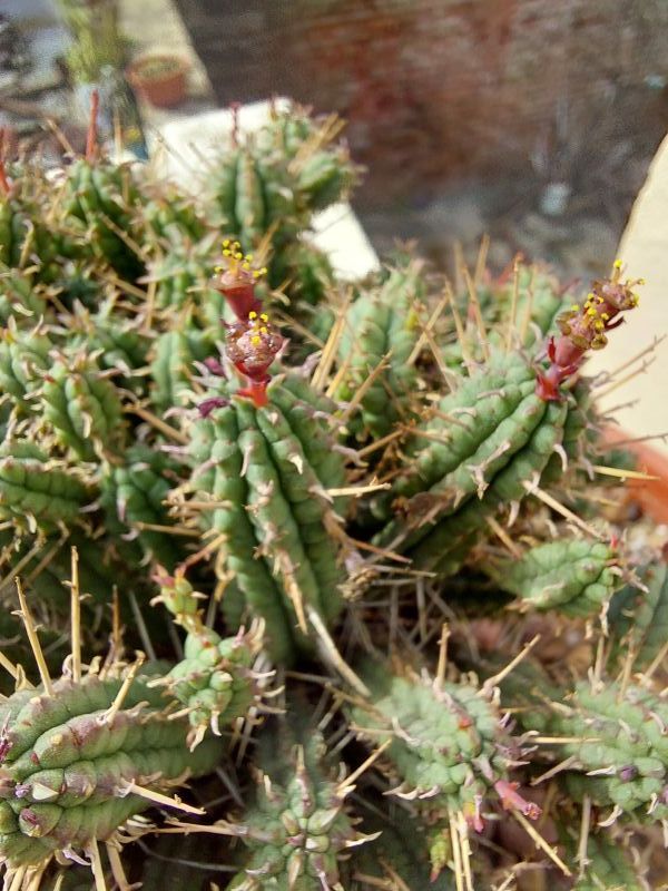 A photo of Euphorbia mammillaris