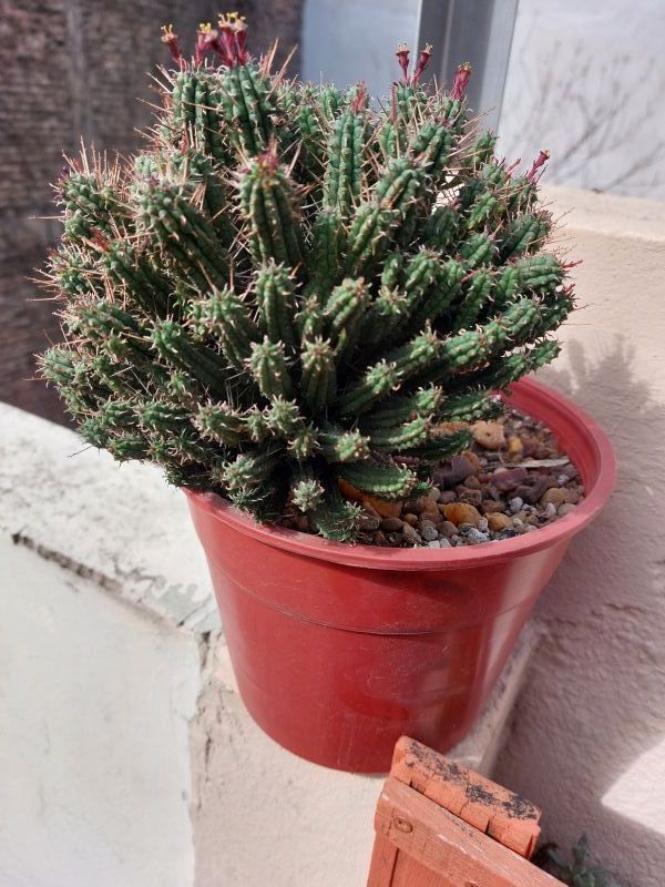 A photo of Euphorbia mammillaris