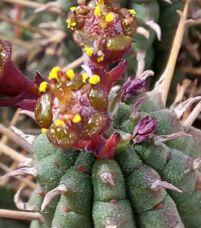 A photo of Euphorbia mammillaris