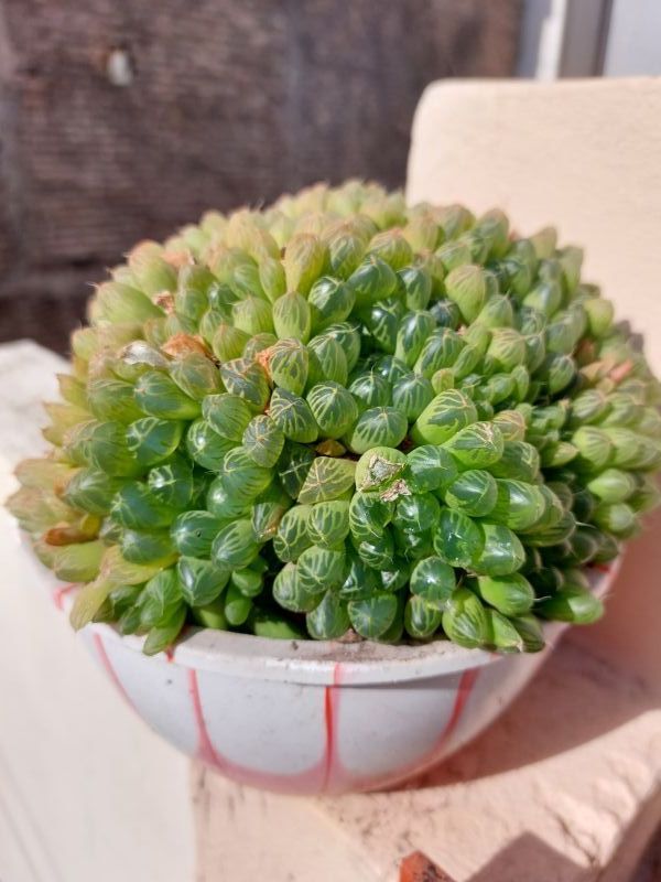 A photo of Haworthia cooperi var. truncata